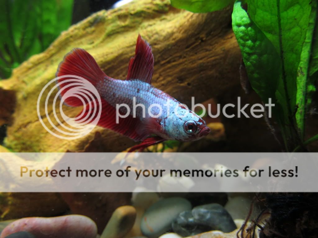 Posted Image