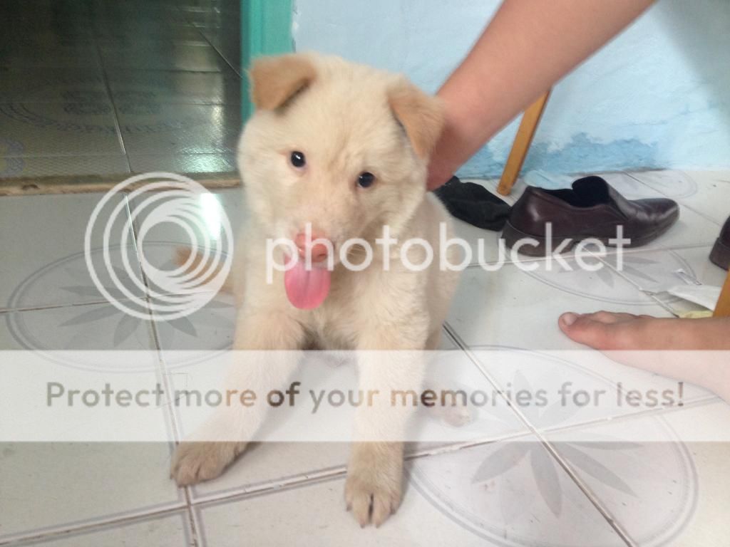 Chó Gấu lanh lợi dễ thương