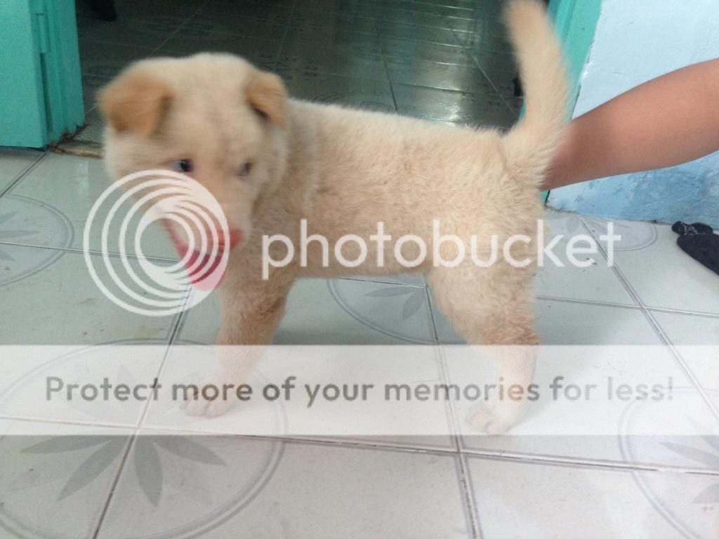 Chó Gấu lanh lợi dễ thương - 1