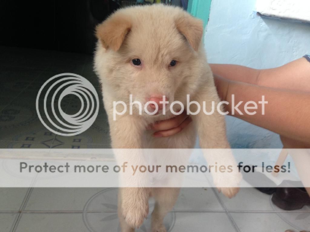 Chó Gấu lanh lợi dễ thương - 2