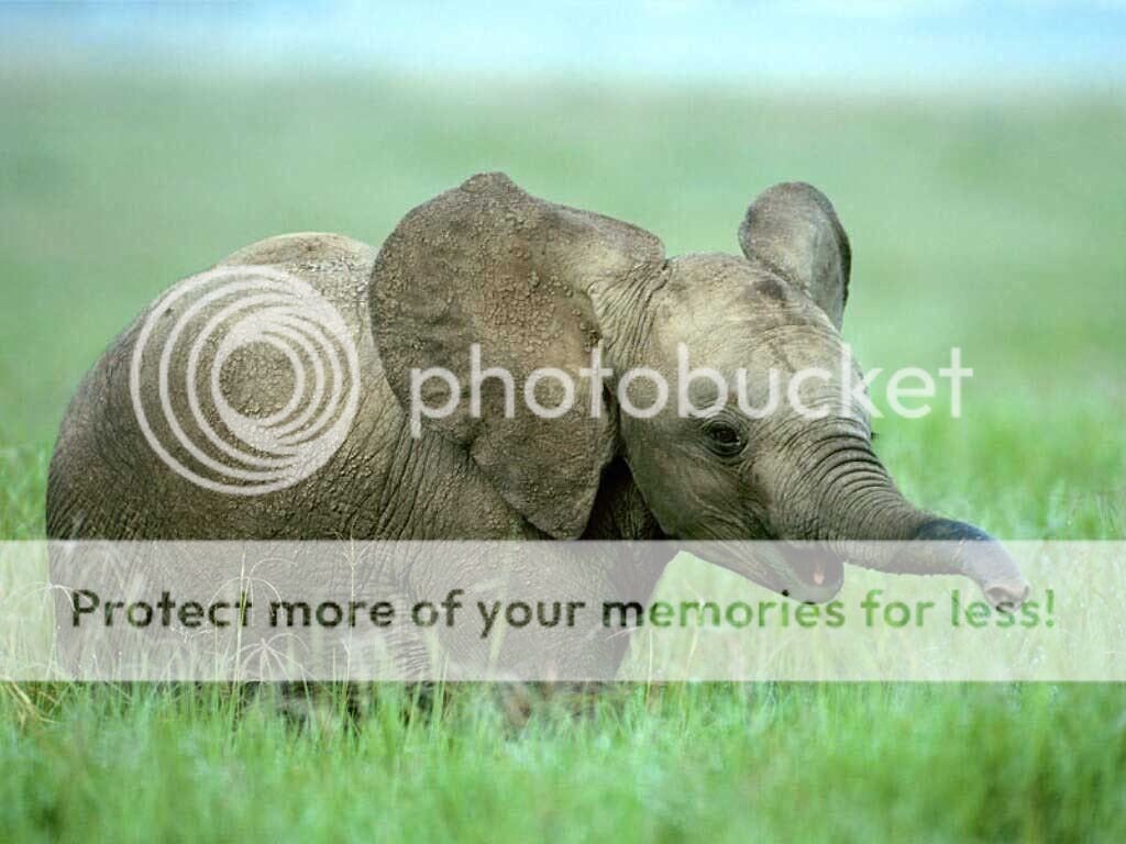 Baby Elephant Graphics, Pictures, & Images for Myspace Layouts