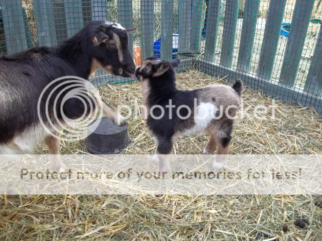 Cute picture of Ace-broken buckskin Nigerian - Goats