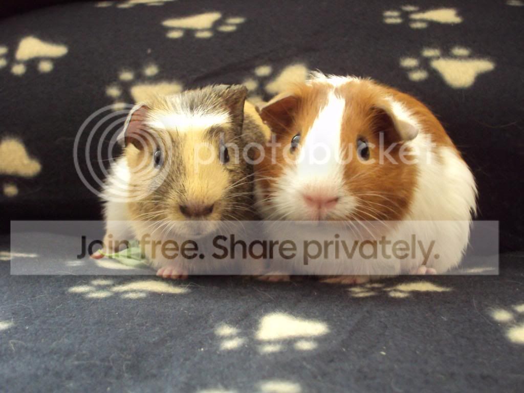piggies028.jpg