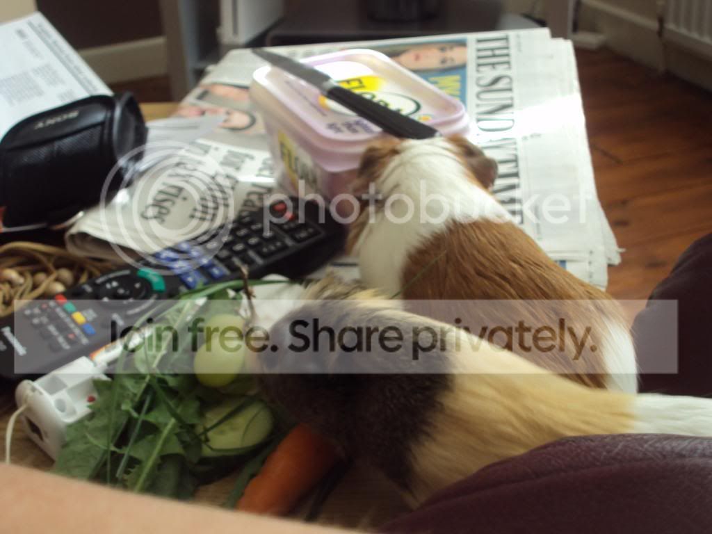 piggies040.jpg