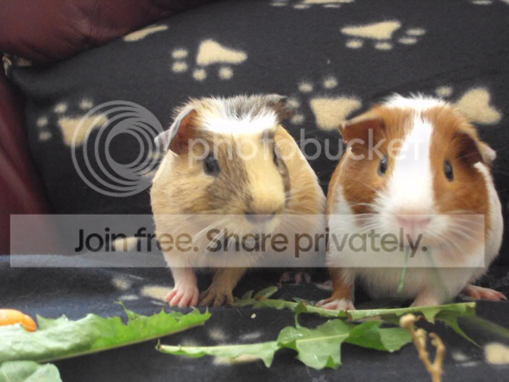 piggies047.jpg