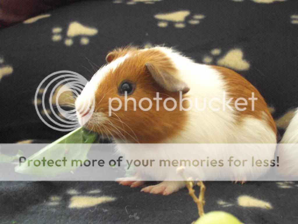 piggies052.jpg