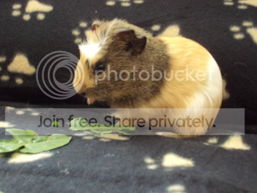 piggies056.jpg