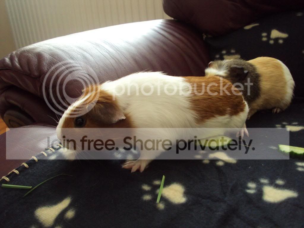 piggies062.jpg
