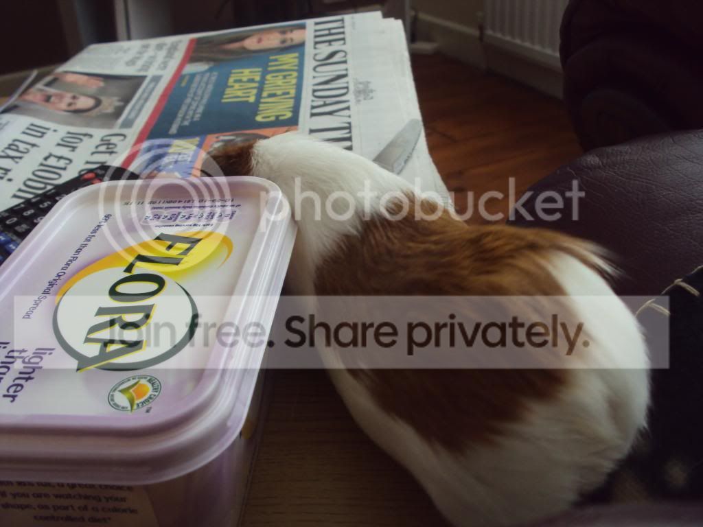 piggies066.jpg
