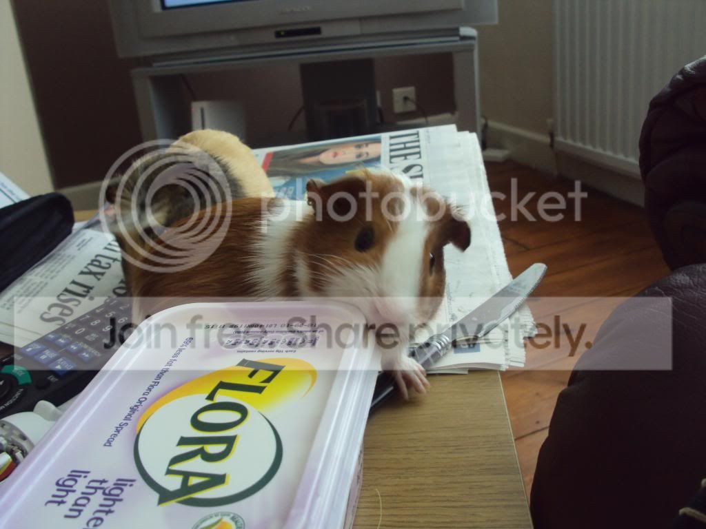 piggies070.jpg