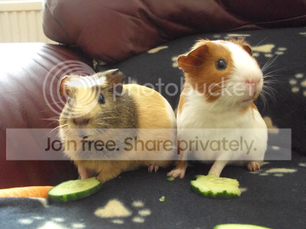 piggies086.jpg