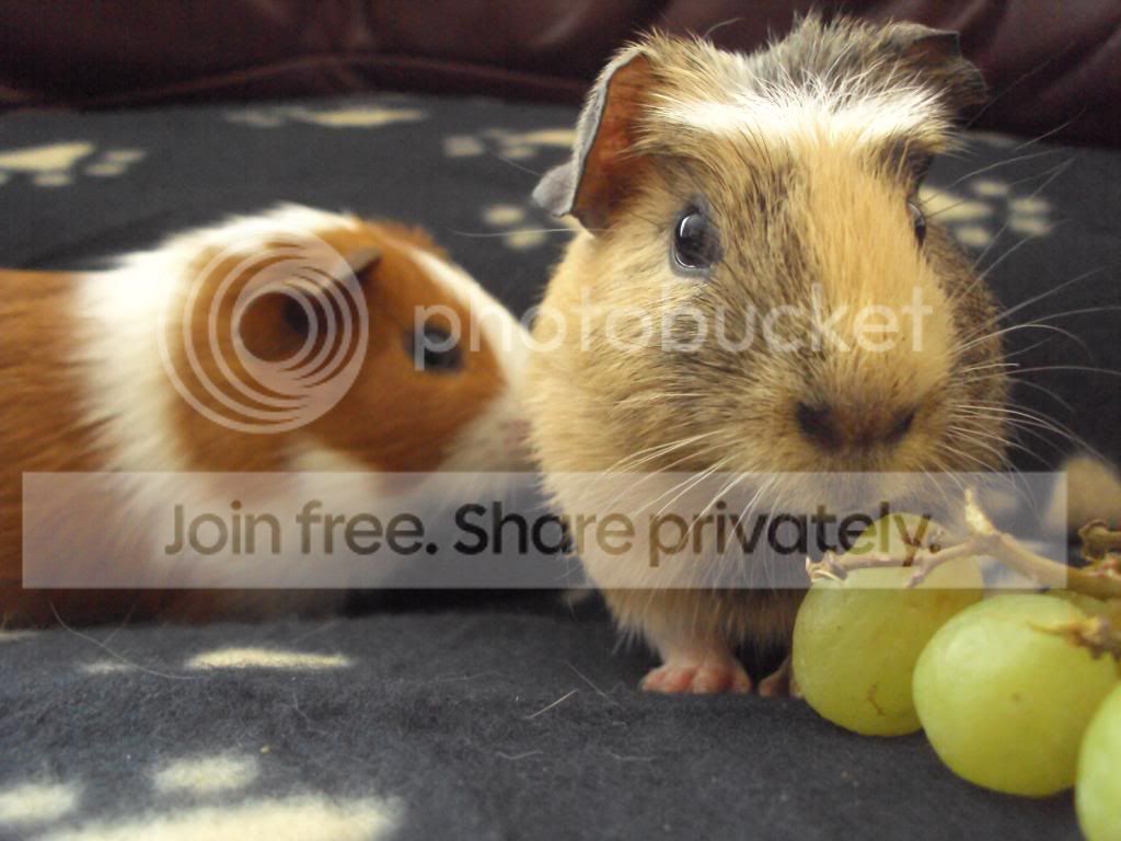 piggies102.jpg