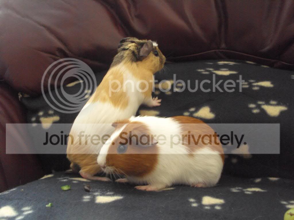 piggies113.jpg
